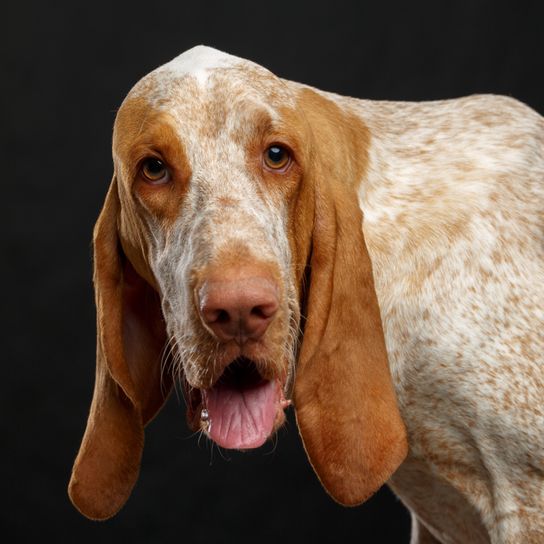 Bracco Italiano, italienische Hunderasse, italienischer Vorstehhund, Jagdhunderasse mit langen Schlappohren, braun weiße Hunderasse, roter Hund