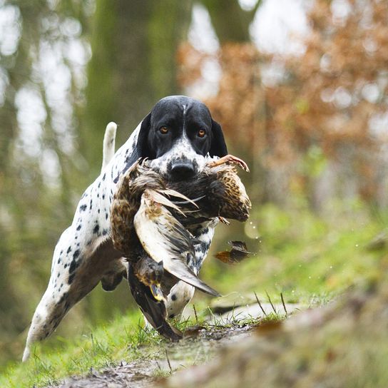 Braque d`Auvergne Rassebeschreibung, Temperament und Aussehen des französischen Vorstehhund, schwarz weißer Jagdhund, Jagdhunderasse aus Frankreich, Braque d Auvergne Jagdhund mit Beute