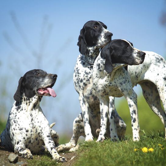 Braque d`Auvergne Rassebeschreibung, Temperament und Aussehen des französischen Vorstehhund, schwarz weißer Jagdhund, Jagdhunderasse aus Frankreich, Braque d Auvergne Jagdhund mit Beute, gepunktete Hunderasse, Hund ähnlich Dalmatiner