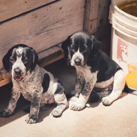 Braque d`Auvergne Rassebeschreibung, Temperament und Aussehen des französischen Vorstehhund, schwarz weißer Jagdhund, Jagdhunderasse aus Frankreich, Braque d Auvergne Jagdhund mit Beute, gepunktete Hunderasse, Hund ähnlich Dalmatiner, Welpen Auvergne Rasse, Vorstehhund Frankreich