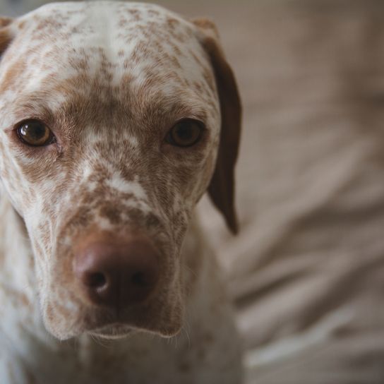 Braque Du Bourbonnais Kopf, weißer großer Hund mit braunen Punkten ähnlich Dalmatiner, großer Pointer aus Frankreich