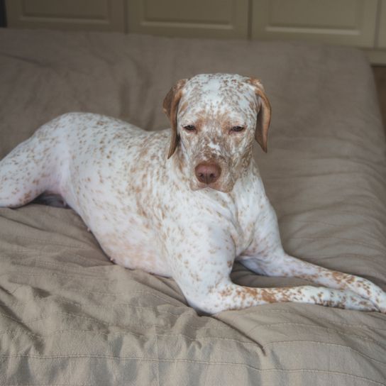 Braque Du Bourbonnais liegt auf Bett Braque Du Bourbonnais liegt auf Bett, großer weißer Hund mit braunen Punkten, französische Hunderasse, Hund mit Schlappohren, Französische Pointer, Hund im Bett