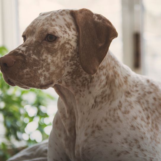 Braque Du Bourbonnais Seitenprofil, großer Hund mit braunen Punkten, französische Hunderasse,