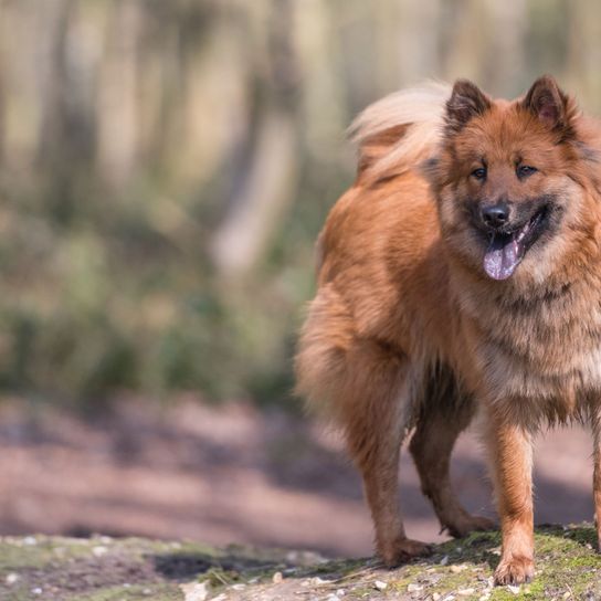 Hund, Säugetier, Wirbeltier, Canidae, Hunderasse, deutscher Spitz, Fleischfresser, roter Eurasier, Rasse ähnlich deutscher Spitz mittel, brauner Hund ähnlich isländischer Schäferhund,