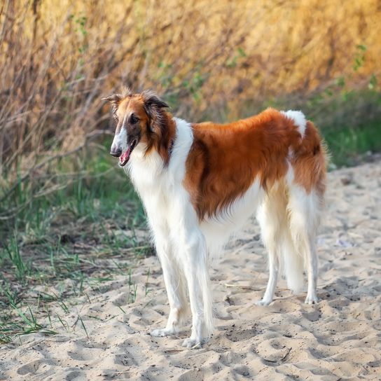 Hund, Säugetier, Wirbeltier, Canidae, Borzoi, Hunderasse, Fleischfresser, Begleithund, braun-weiß gefleckter Barsoi steht auf Sand am Strand