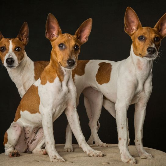 American Rat Terrier, Terrier aus Amerika, braun weiße Hunderasse, kleiner Hund mit Stehohren, Portrait eines kleinen Hundes, Begleithund, Familienhund, drei zweifärbige Hunde mit großen Ohren, kleine Hunderasse