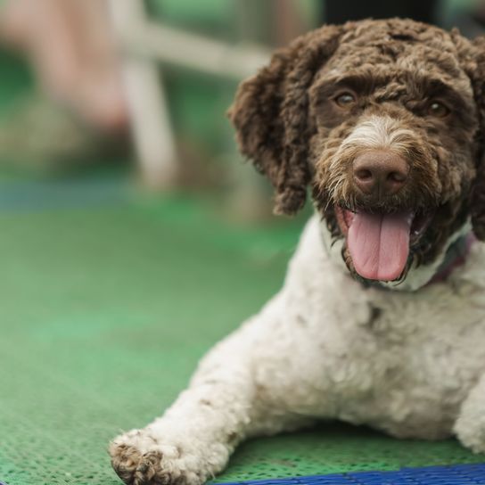 Hund, Säugetier, Wirbeltier, Hunderasse, Canidae, Fleischfresser, Sporting Group, braun-weißer Barbet liegt auf grüner Matte an Leine