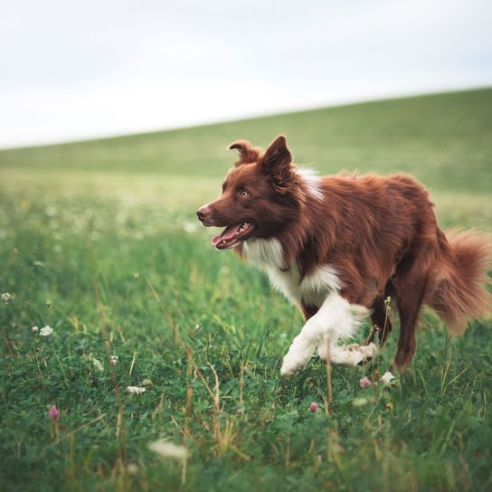 Säugetier, Wirbeltier, Hund, Canidae, Hunderasse, Fleischfresser, Border Collie, Gras, Sporting Group, braun-weißer Boarder Collie geht in Feld vor Hügel