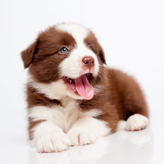 Hund, Säugetier, Wirbeltier, Canidae, Hunderasse, Welpe, Fleischfresser, Border Collie, Sporting Group, braun-weißer Boarder Collie Welpe liegt vor weißem Hintergrund