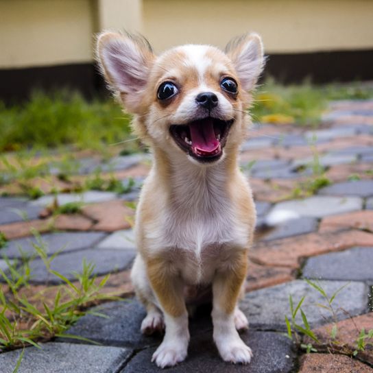 Hund, Säugetier, Wirbeltier, Canidae, Hunderasse, Rasse ähnlich walisischer Pembroke-Corgi, Hund ähnlich walisischer Corgi, Fleischfresser, Chihuahua Langhaar braun weiß