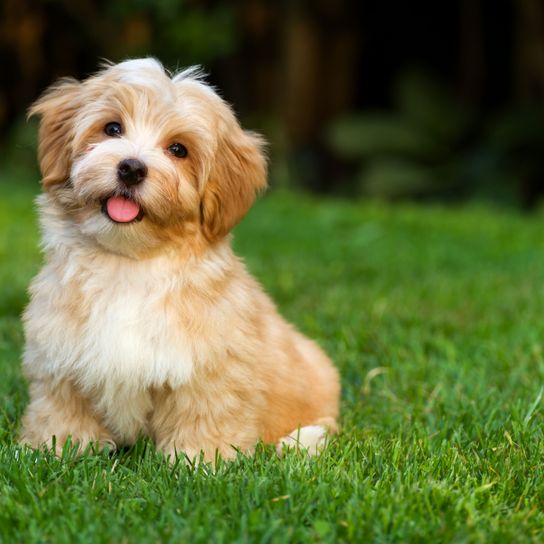 Hund, Säugetier, Wirbeltier, Hunderasse, Canidae, Rasse ähnlich Maltepoo, Welpe, Fleischfresser, Rasse ähnlich Cavachon, Gras, braun weißer Havaneser Hund