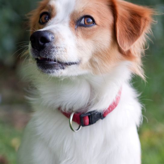 Kromfohrländer Hund, braun weißer kleiner Hund, mittelgroße Hundrasse