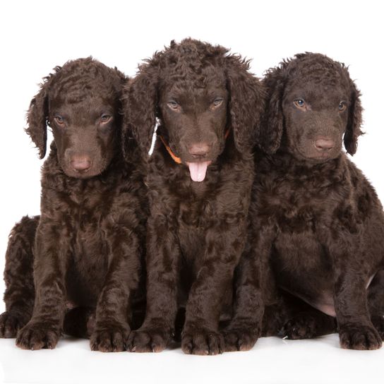 Hund, Wirbeltier, Canidae, Hunderasse, Hund ähnlich amerikanischer Wasserspaniel,  Rasse ähnlich irischer Wasserspaniel, Spaniel, Sporting Group, Fleischfresser, Wasserhund, Curly Coated Retriever, Schaut aus wie ein Pudelmischling ist aber ein reinrassiger brauner großer Hund mit Locken