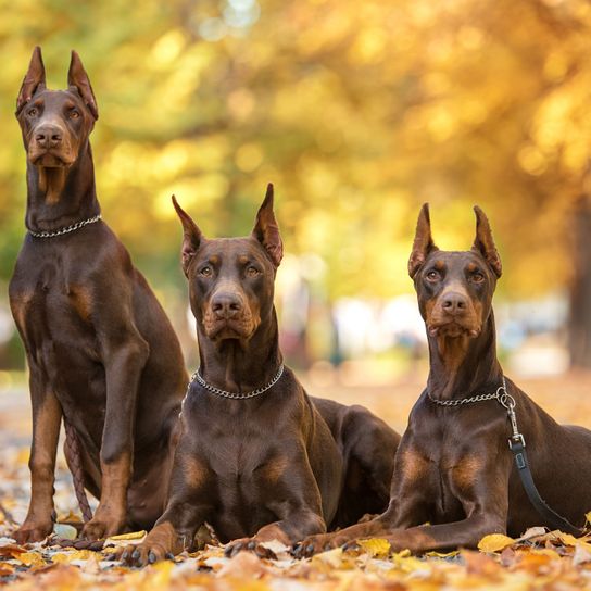 Hund, Säugetier, Wirbeltier, Hunderasse, Canidae, Dobermann, Wachhund, Fleischfresser, Manchester Terrier, Pinscher, braune Sonderfarbe beim Dobermann im Herbst mit Stehohren