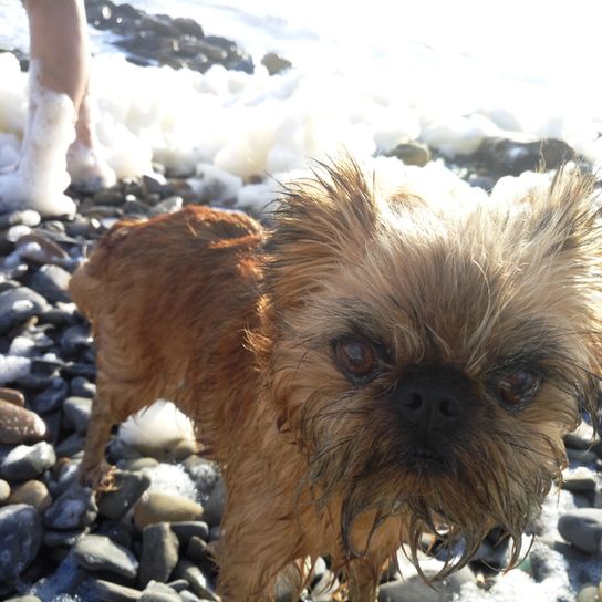 brauner Affenpinscher im Schnee, kleine Hunderasse, deutsche Hunde