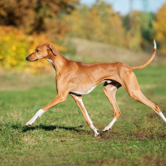 Hund, Säugetier, Wirbeltier, Canidae, Hunderasse, Fleischfresser, Windhund, brauner Azawakh lauft über Wiese