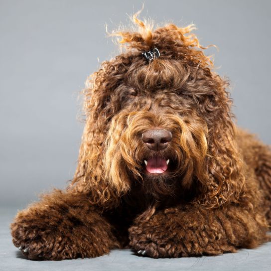 Hund, Säugetier, Wirbeltier, Canidae, Hunderasse, Barbet, Sporting Group, Fleischfresser, brauner Barbet mit Haarspange im Fell liegt vor grauem Hintergrund