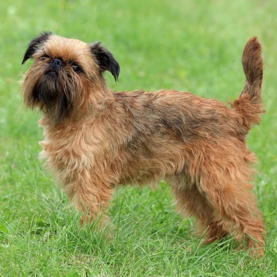 Hund, Säugetier, Wirbeltier, Hunderasse, Canidae, Fleischfresser, Griffon Bruxellois, Begleithund, Sporting Group, Terrier, brauner Belgische Zwerggriffons steht auf Wiese