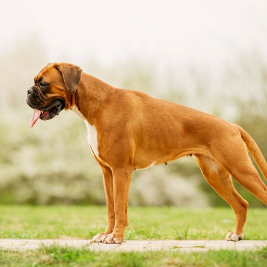 Hund, Säugetier, Wirbeltier, Hunderasse, Canidae, Fleischfresser, Tosa, Rasse ähnlich Rhodesian Ridgeback, Boxer Hund braun mit schwarzer Schnauze, Dogge, muskulöse große Rasse