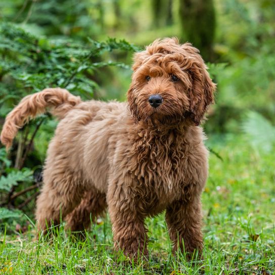 Hund, Säugetier, Wirbeltier, Canidae, Hunderasse, Fleischfresser, Barbet, brauner Cockapoo, Rasse ähnlich spanischer Wasserhund, Pudelkreuzung,