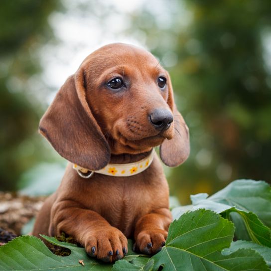 Hund, Säugetier, Wirbeltier, Canidae, Hunderasse, Fleischfresser, brauner Dackel Welpe, Schnauze, Begleithund, Dackel, kleiner brauner Hund im Wald mit Schlappohren