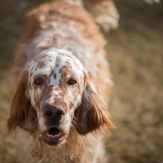 Brauner English Setter mit braunen Punkten, große Jagdhunde, großer Jagdhund, besondere Färbung beim Hund, roter Hund