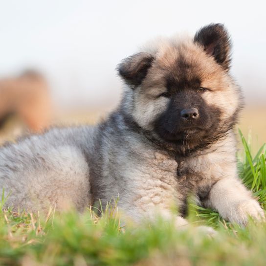 Säugetier, Hund, Wirbeltier, Hunderasse, Canidae, brauner Eurasier mit langem Fell, Eurasier Welpe, Fleischfresser, Rasse ähnlich kaukasischer Schäferhund, Begleithund,