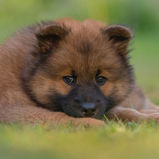 Säugetier, Wirbeltier, Hund, Hunderasse, Canidae, brauner Eurasier Welpe, Fleischfresser, Welpe, Schnauze, Kitz, kleiner brauner WElpe mit viel Fell