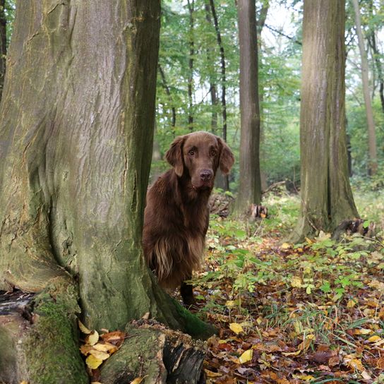 brauner großer Hund mit langen glatten Haaren der aussieht wie ein Labrador ist aber ein flatcoated Retriever