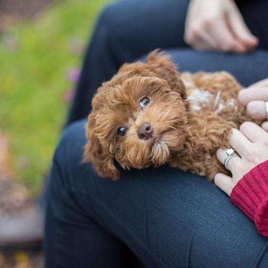 Hund, Wirbeltier, Säugetier, Canidae, Hunderasse, Welpe, Fleischfresser, Zwergpudel, brauner Havapoo liegt auf dem Schoß einer Frau