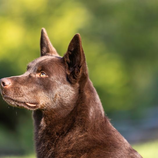 Brauner Kelpie, schokoladenfarbener Hund, Hund mit Stehohren, Hund aus Australien, australische Hunderasse zum Hüten von Schafen, Schäferhund