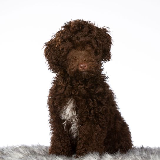 Hund, Wirbeltier, Säugetier, Canidae, Hund ähnlich spanischer Wasserhund, Fleischfresser, Braun, Rasse ähnlich portugiesischer Wasserhund, Sporting Group, brauner Labradoodle, Pudelmischling, hybride Mischung, hypoallergene Rasse