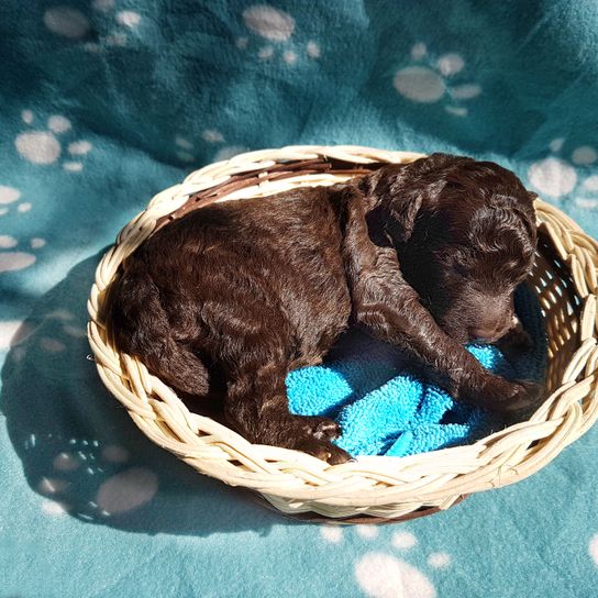 Hund, Canidae, Welpe, Cockapoo, Hunderasse, Sportgruppe, Fleischfresser, Rasse ähnlich Labradoodle, Türkis, Leber, brauner Lagotto Romagnolo Welpe, frisch geborener Hund in braun mit Locken