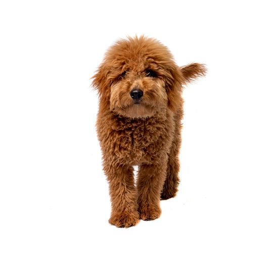 brauner Mini Goldendoodle Braun, Hund, Wasserhund, Hunderasse, Fleischfresser, Leber, Arbeitstier, Begleithund, Kitz, Pudel,