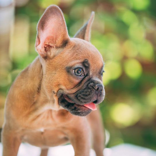 Hund, Säugetier, Wirbeltier, Canidae, Hunderasse, fawn französische Bulldogge, Welpe, Schnauze, Bulldogge, Fleischfresser, kleiner Frenchie in braun, braune kleine Hunderasse für Anfänger