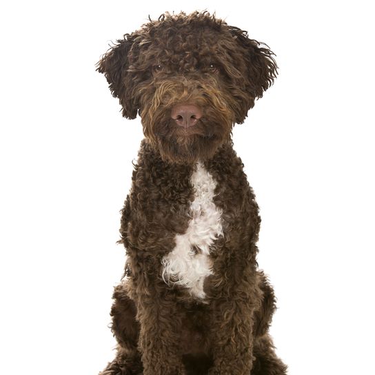 Hund, Säugetier, Wirbeltier, Canidae, Hunderasse, Rasse ähnlich spanischer Wasserhund, Fleischfresser, braun weißer Lagotto romagnolo, Hund ähnlich portugiesischer Wasserhund,