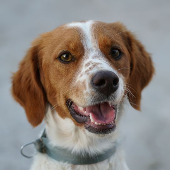 Brittany Hund, Bretonischer Spaniel, französischer Spaniel, Französische Hunderasse, Rasse mit mittellangem Fell, Jagdhund, braun weiße Hunderasse mit Schlappohren und kurzem Schwanz, Hund der ohne Schwanz auf die Welt kommt, Hund ohne Rute, mittelgroße Hunderasse, Epagneul Breton