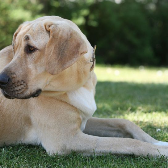 Hund, Säugetier, Wirbeltier, Hunderasse, Canidae, Rasse ähnlich Labrador Retriever, Retriever, Fleischfresser, Gras, Sporting Group, Broholmer Hund blond sehr große Hunderasse