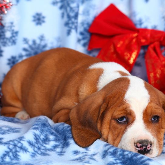 Buggle Welpe Hund braun weiß liegt auf einer winterlichen weihnachten Decke, Hund der als Designerhund gilt, gute Anfängerrasse, Bulldogmischling, Bulldoggen Mix