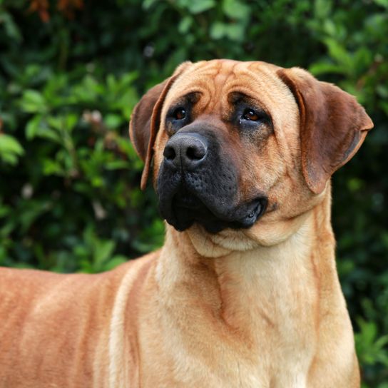 Hund, Säugetier, Wirbeltier, Hunderasse, Canidae, Fleischfresser, Tosa, Boerboel, Schwarzer Mund, Bullmastiff ist ein muskulöser Hund mit schwarzer Schnauze und Schlappohren, Hund mit kurzem Fell, Kampfhund, Listenhund