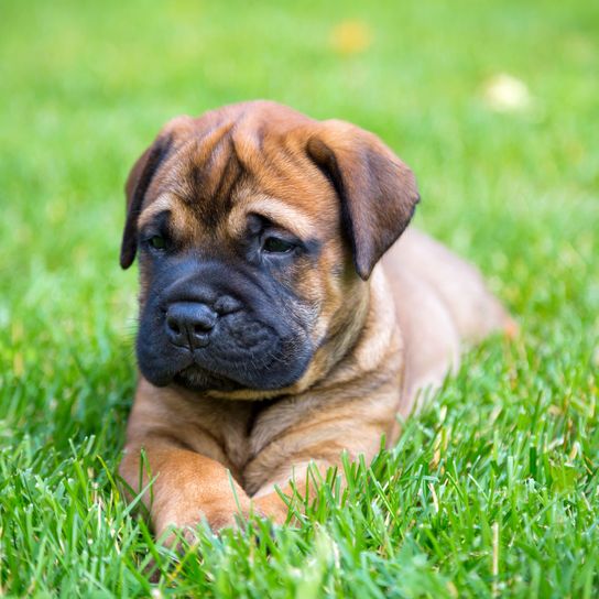 Hund, Säugetier, Wirbeltier, Hunderasse, Canidae, Ori-pei, Fleischfresser, Bullmastiff, Rasse ähnlich Boerboel, Welpe englischer Mastiff,