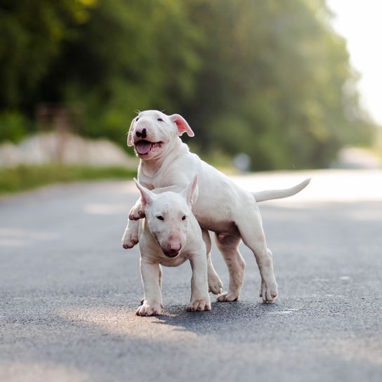 Hund, Säugetier, Wirbeltier, Canidae, Hunderasse, Fleischfresser, Hund ähnlich Dogo guatemalteco, Rasse ähnlich Dogo argentino, Nicht-Sportgruppe, Hund ähnlich Pitbull, Bullterrier Welpe in weiß spielen miteinander, Kampfhund, Listenhund