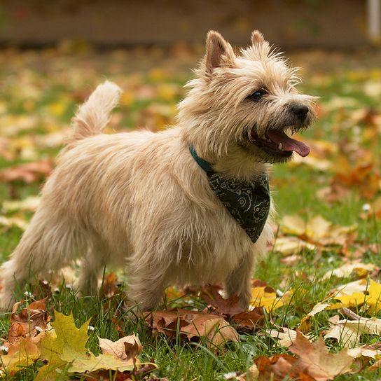 Cairn Terrier lacht und steht dabei auf einer Herbstwiese