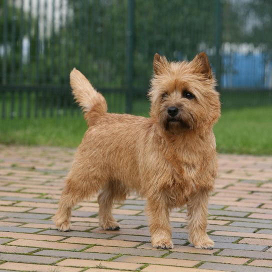 Cairn Terrier steht auf einem Asphalt Boden, kleiner brauner Hund mit rauhaarigem Fell und Stehohren