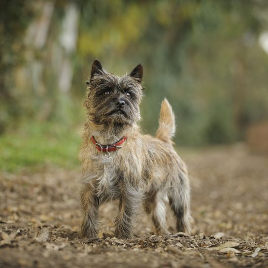 Cairn Terrier mit braun schwarzem Fell, rauhaariger Hund, Stehohren beim kleinen Hund der im Wald steht