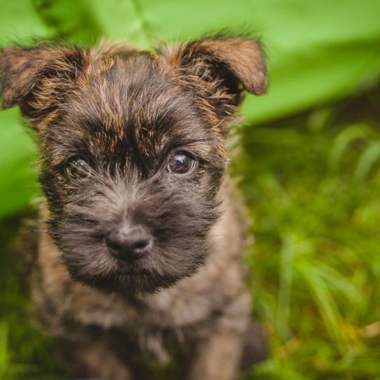 kleiner Cairn Terrier Welpe mit Kippohren und getigertem Fell, getigerte Haare beim Hund, Tigerfärbung