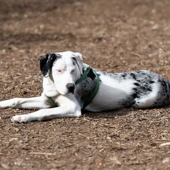 Hund, Säugetier, Wirbeltier, Canidae, Hunderasse, Fleischfresser, Rasse ähnlich Deutsche Dogge, Schnauze, Sportgruppe, Nicht-Sportgruppe, Catahoula Dog schwarz weiß, großer schwarz weißer Hund, Listenhund