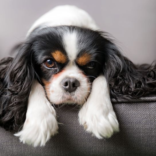 Hund, Säugetier, Wirbeltier, Hunderasse, Canidae, König Charles Spaniel, gelangweilter Cavalier König Charles Spaniel, Fleischfresser, Welpe, kleiner Begleithund,