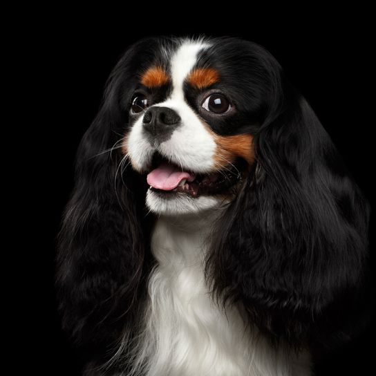 Hund, Wirbeltier, Canidae, Säugetier, Hunderasse, schwarz weiß braun König Charles Spaniel, Cavalier König Charles Spaniel, Fleischfresser, Schnauze, Begleithund,