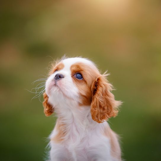 Hund, Säugetier, Wirbeltier, Canidae, Hunderasse, König Charles Spaniel Welpe, Cavalier King Charles Spaniel, Welpe Fleischfresser, Begleithund, Welpe, braun weißer kleiner Hund